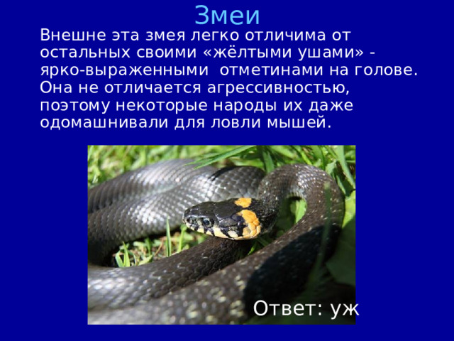 Змеи  Внешне эта змея легко отличима от остальных своими «жёлтыми ушами» - ярко-выраженными  отметинами на голове. Она не отличается агрессивностью, поэтому некоторые народы их даже одомашнивали для ловли мышей. Ответ: уж 