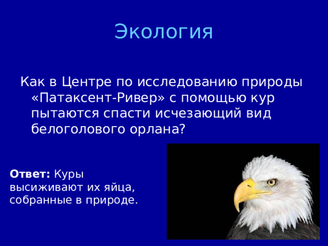 Экология Как в Центре по исследованию природы «Патаксент-Ривер» с помощью кур пытаются спасти исчезающий вид белоголового орлана? Ответ: Куры высиживают их яйца, собранные в природе.  