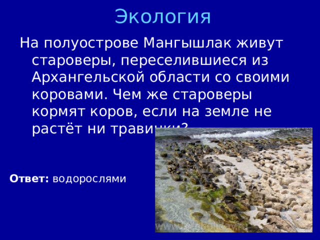 Экология Ответ: водорослями 