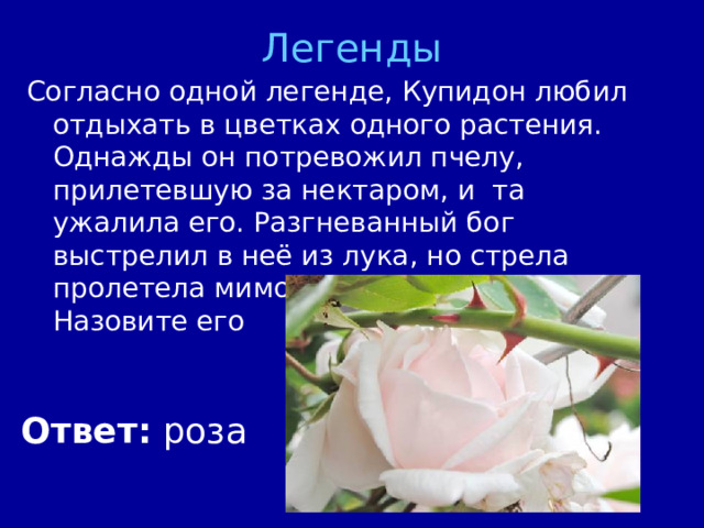 Легенды Согласно одной легенде, Купидон любил отдыхать в цветках одного растения. Однажды он потревожил пчелу, прилетевшую за нектаром, и та ужалила его. Разгневанный бог выстрелил в неё из лука, но стрела пролетела мимо и угодила в цветок. Назовите его Ответ: роза 