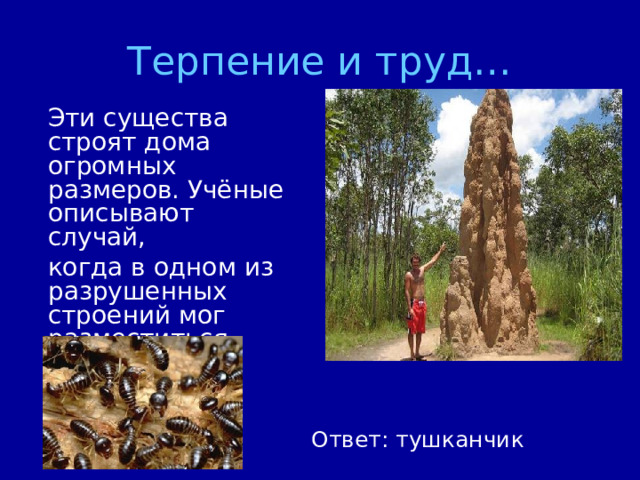 Терпение и труд…  Эти существа строят дома огромных размеров. Учёные описывают случай,  когда в одном из разрушенных строений мог разместиться слон. Чьи это дома? Ответ: тушканчик 