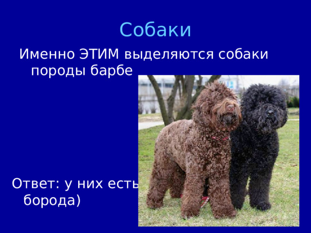 Собаки Именно ЭТИМ выделяются собаки породы барбе Ответ: у них есть борода) 