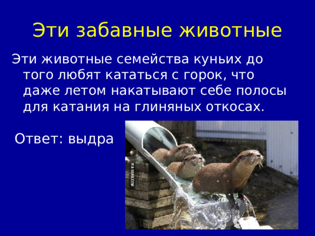 Эти забавные животные Ответ: выдра 
