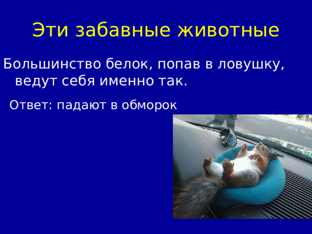 Эти забавные животные Ответ: падают в обморок 