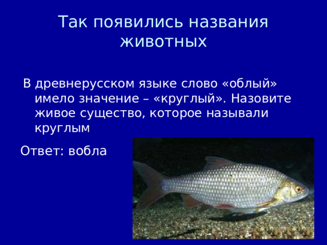 Так появились названия животных В древнерусском языке слово «облый» имело значение – «круглый». Назовите живое существо, которое называли круглым Ответ: вобла 