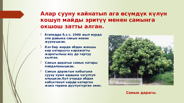 Алар сууну кайнатып ага өсүмдүк күлүн кошуп майды эритүү менен самынга окшош затты алган. Египедде б.з.ч. 2000 жыл мурда эле дайыма самын менен жуунушкан. Кээ бир жерде абдан жакшы кир кетирүүчү каражатты жаратылыш өзү да тартуу кылган. Самын дарагын самын катары пайдаланышкан. Самын дарактын кабыгына сууну куюп идишке чогултуп алышкан,бул учурда абдан көбүктөнүп кирди кетирген жана терини дүүлүктүргөн эмес. Самын дарагы. 
