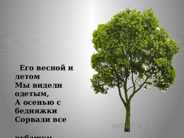  Его весной и летом  Мы видели одетым,  А осенью с бедняжки  Сорвали все  рубашки. 
