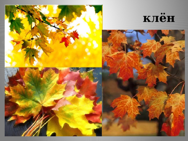  клен клён 