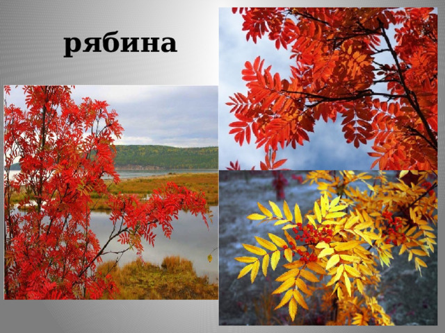 рябина 
