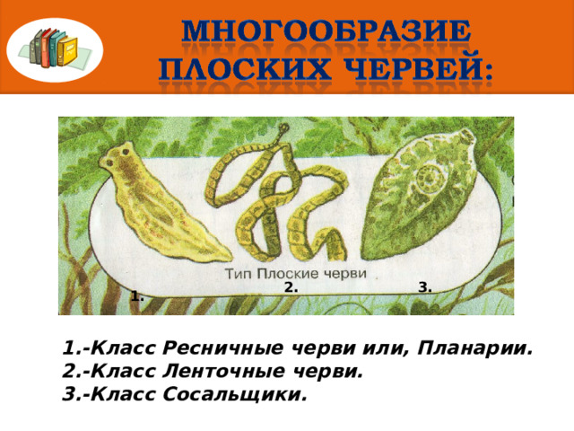 2. 3. 1. 1.-Класс Ресничные черви или, Планарии. 2.-Класс Ленточные черви. 3.-Класс Сосальщики. 