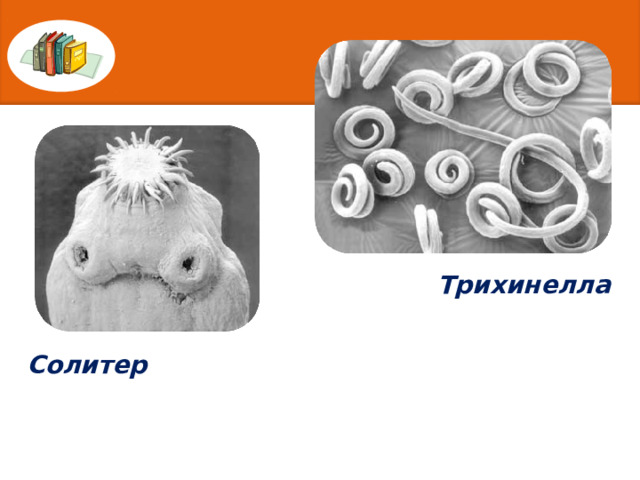 Трихинелла Солитер 