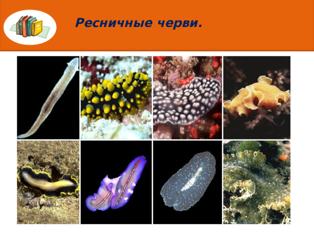 Ресничные черви. 