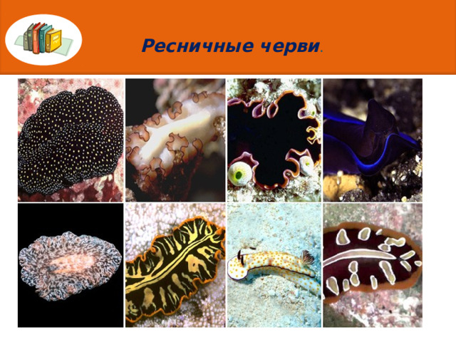 Ресничные черви . 