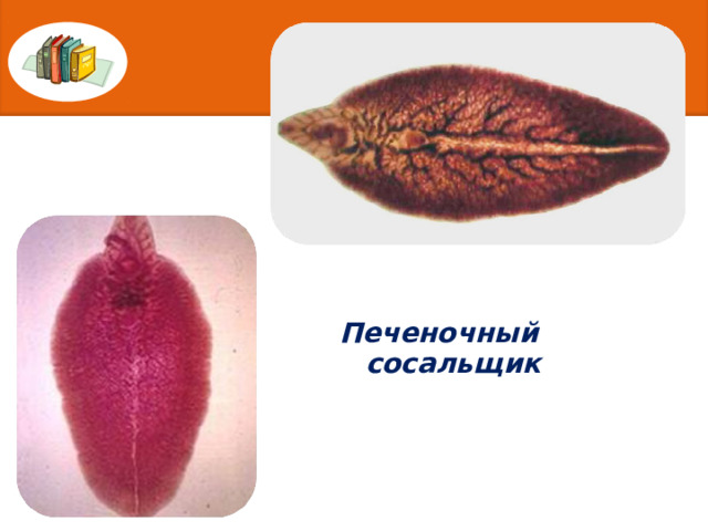 Печеночный сосальщик 