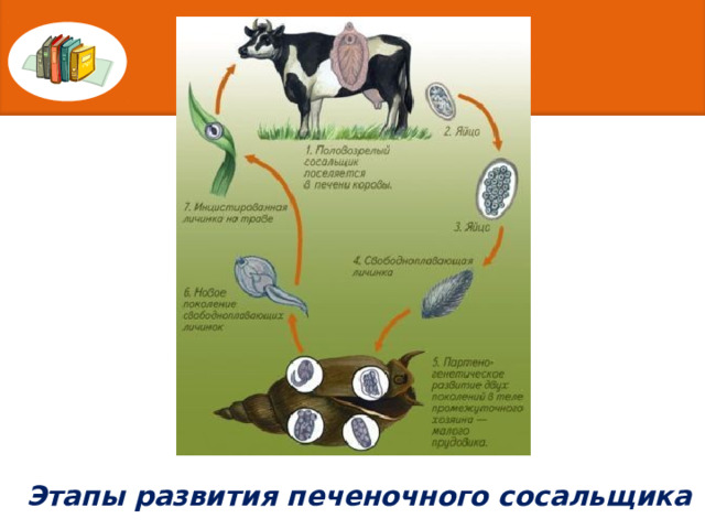 Этапы развития печеночного сосальщика 