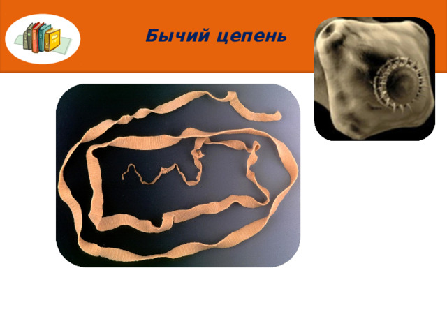 Бычий цепень 