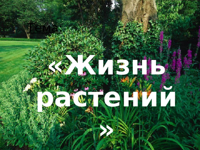 Тема: «Жизнь растений» 