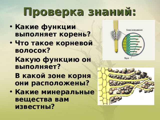 Проверка знаний:   Какие функции выполняет корень? Что такое корневой волосок?  Какую функцию он выполняет?  В какой зоне корня они расположены? Какие минеральные вещества вам известны? 