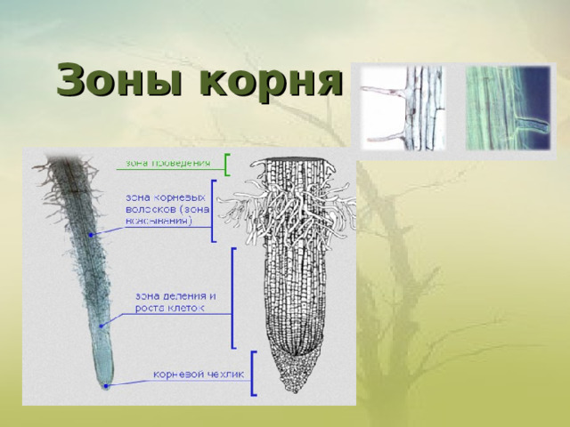 Зоны корня   