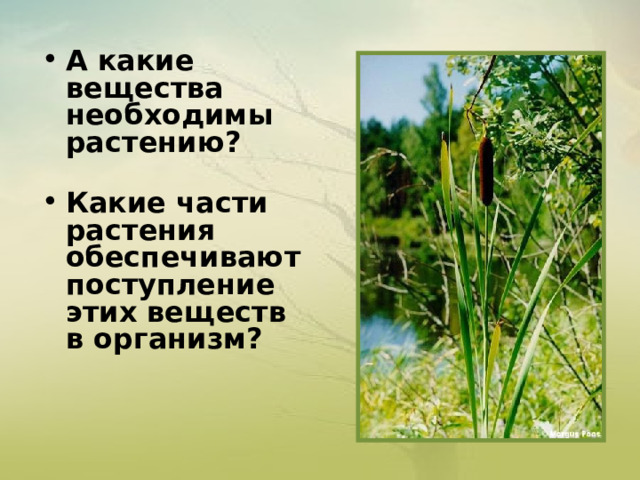А какие вещества необходимы растению?  Какие части растения обеспечивают поступление этих веществ в организм?  