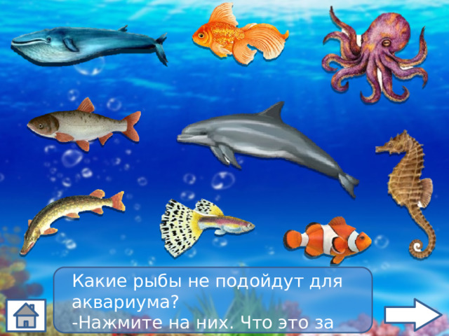 Какие рыбы не подойдут для аквариума? -Нажмите на них. Что это за рыбы? 