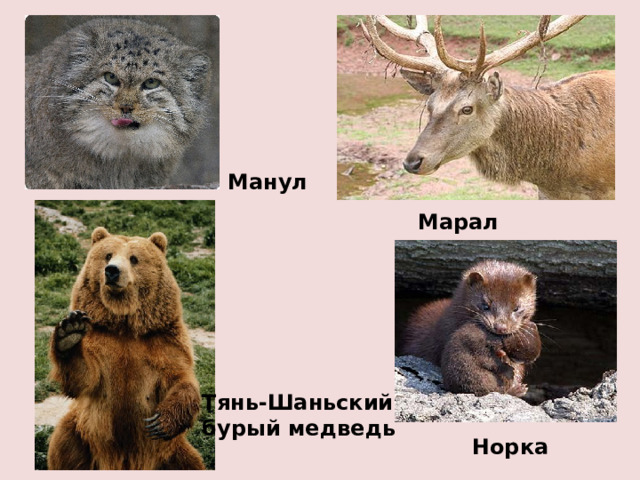 Манул Марал Тянь-Шаньский бурый медведь Норка 