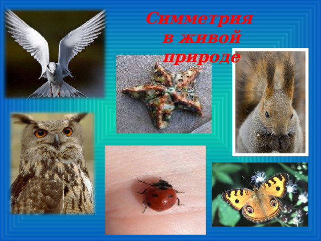 Симметрия  в живой природе 