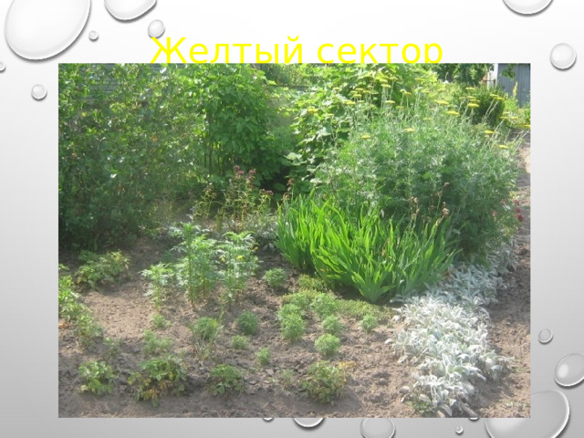 Желтый сектор 