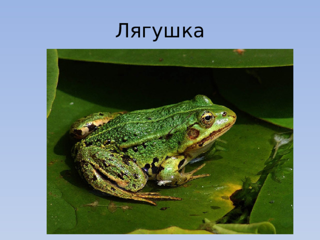 Лягушка 