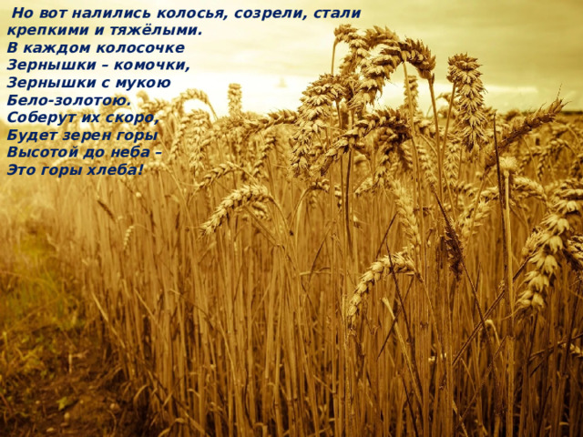  Но вот налились колосья, созрели, стали крепкими и тяжёлыми. В каждом колосочке Зернышки – комочки, Зернышки с мукою Бело-золотою. Соберут их скоро, Будет зерен горы Высотой до неба – Это горы хлеба! 
