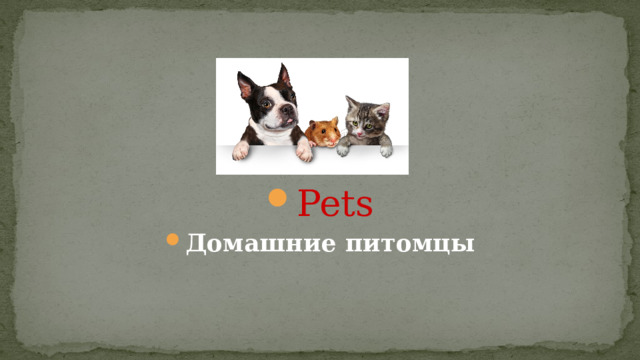 Pets Домашние питомцы  