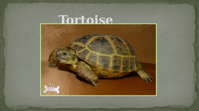 Tortoise 