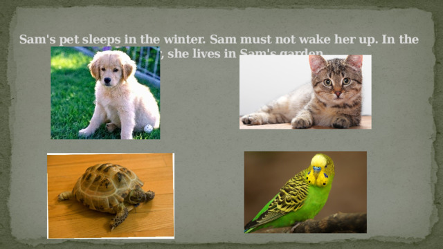 Sam's pet sleeps in the winter. Sam must not wake her up. In the summer, she lives in Sam's garden. 