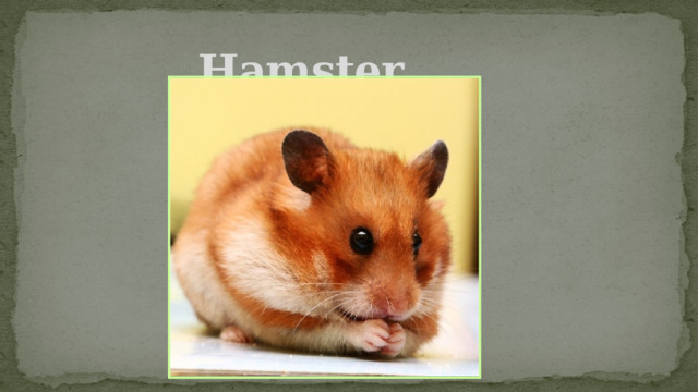 Hamster 