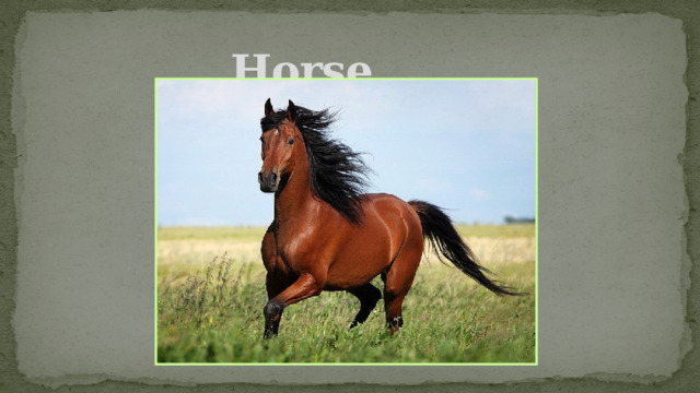 Horse 