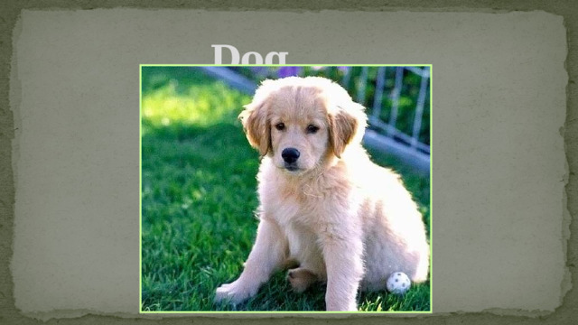 Dog 