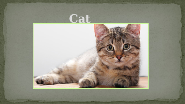 Cat 