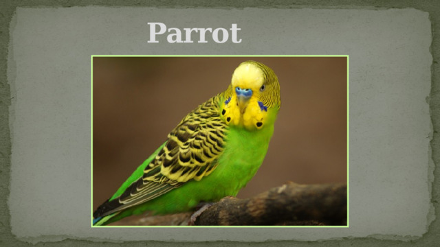 Parrot 