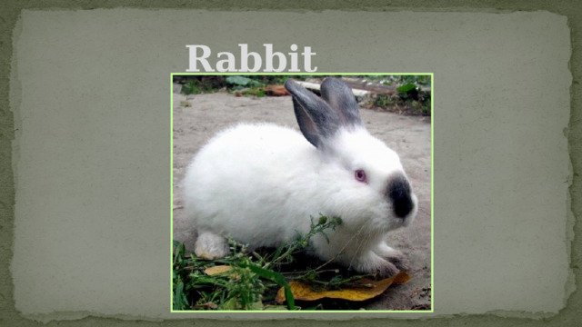 Rabbit 