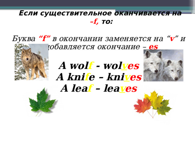 Если существительное оканчивается на   –f, то: Буква “f” в окончании заменяется на “ v ” и добавляется окончание – es  A wol f - wol v es A kni f e – kni v es A lea f – lea v es  