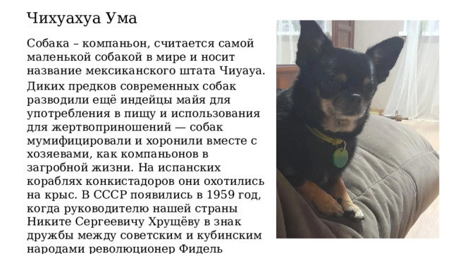 Чихуахуа Ума  Собака – компаньон, считается самой маленькой собакой в мире и носит название мексиканского штата Чиуауа. Диких предков современных собак разводили ещё индейцы майя для употребления в пищу и использования для жертвоприношений — собак мумифицировали и хоронили вместе с хозяевами, как компаньонов в загробной жизни. На испанских кораблях конкистадоров они охотились на крыс. В CCCР появились в 1959 год, когда руководителю нашей страны Никите Сергеевичу Хрущёву в знак дружбы между советским и кубинским народами революционер Фидель Кастро подарил двух щенков. 
