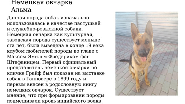 Немецкая овчарка Альма Данная порода собак изначально использовалась в качестве пастушьей и служебно-розыскной собаки. Немецкая овчарка как культурная, заводская порода существует меньше ста лет, была выведена в конце 19 века клубом любителей породы во главе с Максом Эмильм Фредериком фон Штефаницем. Первый официальный представитель немецкой овчарки по кличке Грайф был показан на выставке собак в Ганновере в 1899 году и первым внесен в родословную книгу немецких овчарок. Существует мнение, что при формировании породы подмешивали кровь индийского волка. 