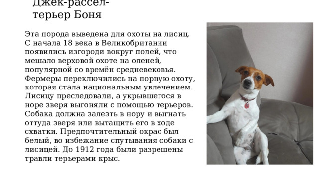 Джек-рассел-терьер Боня Эта порода выведена для охоты на лисиц. С начала 18 века в Великобритании появились изгороди вокруг полей, что мешало верховой охоте на оленей, популярной со времён средневековья. Фермеры переключились на норную охоту, которая стала национальным увлечением. Лисицу преследовали, а укрывшегося в норе зверя выгоняли с помощью терьеров. Собака должна залезть в нору и выгнать оттуда зверя или вытащить его в ходе схватки. Предпочтительный окрас был белый, во избежание спутывания собаки с лисицей. До 1912 года были разрешены травли терьерами крыс. 