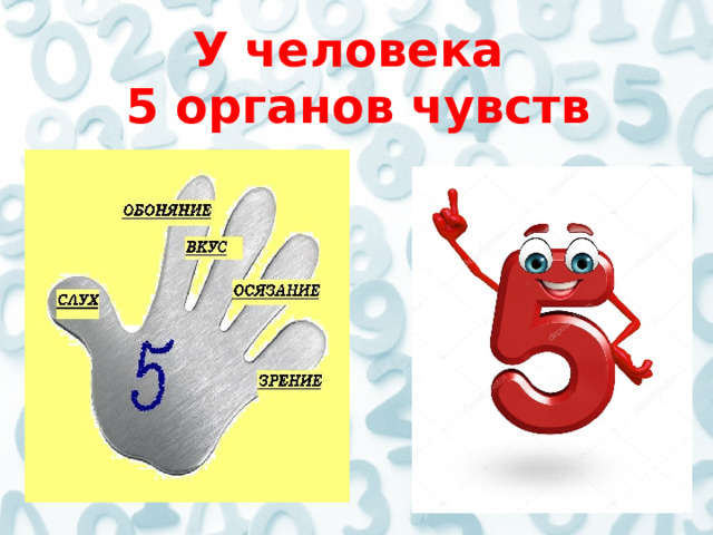  У человека  5 органов чувств  