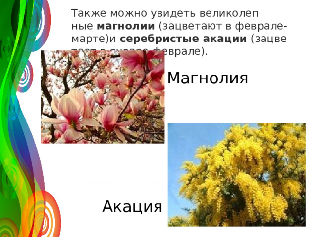 Также можно уви­деть ве­ли­ко­леп­ные  маг­но­лии  (за­цве­та­ют в фев­ра­ле-мар­те)и  се­реб­ри­стые ака­ции  (за­цве­та­ет в ян­ва­ре-фев­ра­ле). 120 Магнолия 30 2008 2009 2010 2011 Название графика Акация 