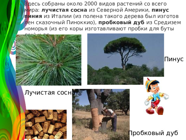Здесь со­бра­ны около 2000 видов рас­те­ний со всего мира:  лу­чи­стая сосна  из Се­вер­ной Аме­ри­ки,  пинус пиния  из Ита­лии (из по­ле­на та­ко­го де­ре­ва был из­го­тов­лен ска­зоч­ный Пи­нок­кио),  проб­ко­вый дуб  из Сре­ди­зем­но­мо­рья (из его коры из­го­тав­ли­ва­ют проб­ки для бу­ты­лок) и др. 120 Пинус 50 30 Лучистая сосна 2008 2009 2011 Название графика Пробковый дуб 