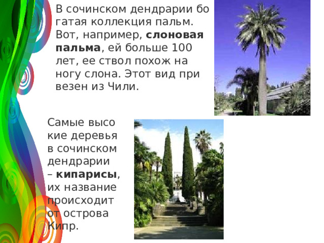 В со­чин­ском денд­ра­рии бо­га­тая кол­лек­ция пальм. Вот, на­при­мер,  сло­но­вая паль­ма , ей боль­ше 100 лет, ее ствол похож на ногу слона. Этот вид при­ве­зен из Чили. 120 Самые вы­со­кие де­ре­вья в со­чин­ском денд­ра­рии –  ки­па­ри­сы , их на­зва­ние про­ис­хо­дит от ост­ро­ва Кипр. 30 2008 2009 2010 2011 