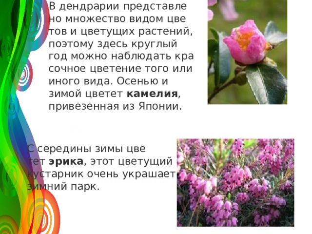 В денд­ра­рии пред­став­ле­но мно­же­ство видом цве­тов и цве­ту­щих рас­те­ний, по­это­му здесь круг­лый год можно на­блю­дать кра­соч­ное цве­те­ние того или иного вида. Осе­нью и зимой цве­тет  ка­ме­лия , при­ве­зен­ная из Япо­нии. 120 50 30 С се­ре­ди­ны зимы цве­тет  эрика , этот цве­ту­щий ку­стар­ник очень укра­ша­ет зим­ний парк. 2008 2009 2010 2011 Название графика 