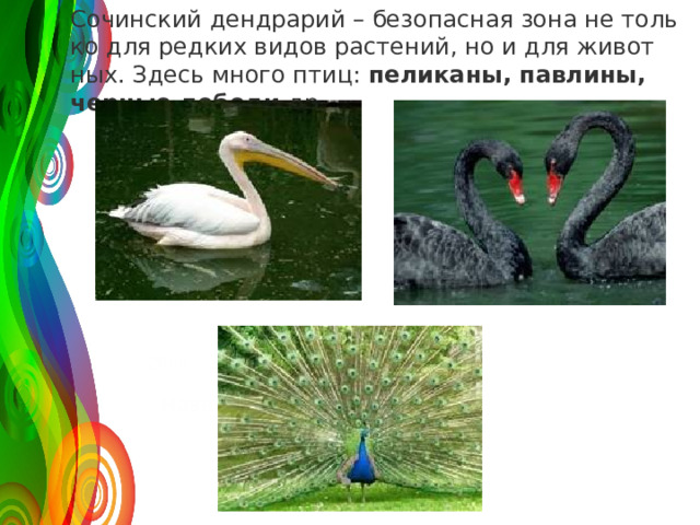 Со­чин­ский денд­ра­рий – без­опас­ная зона не толь­ко для ред­ких видов рас­те­ний, но и для жи­вот­ных. Здесь много птиц:  пе­ли­ка­ны, пав­ли­ны, чер­ные ле­бе­ди  др.   120 50 30 2008 2009 2010 2011 Название графика 