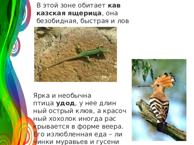 В этой зоне оби­та­ет  кав­каз­ская яще­ри­ца , она без­обид­ная, быст­рая и лов­кая. 120 50 30 Ярка и необыч­на птица  удод , у нее длин­ный ост­рый клюв, а кра­соч­ный хо­хо­лок ино­гда рас­кры­ва­ет­ся в форме веера. Его из­люб­лен­ная еда – ли­чин­ки му­ра­вьев и гу­се­ни­цы. 2008 2009 2010 2011 Название графика 